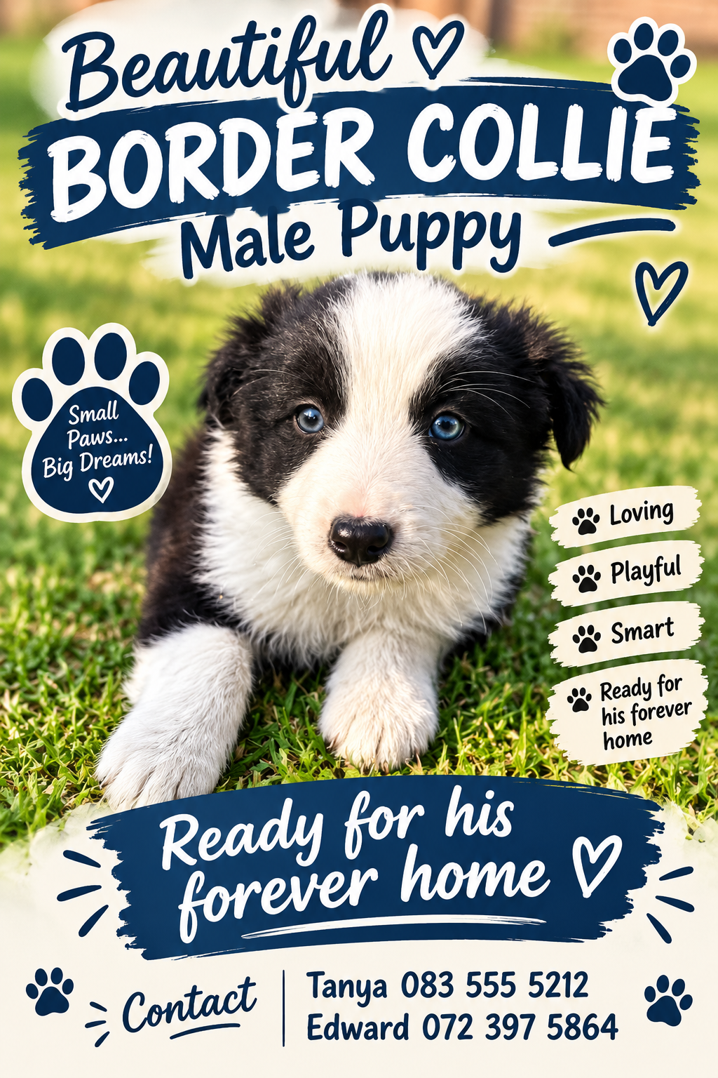Border Collie