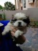 Pekingese pups