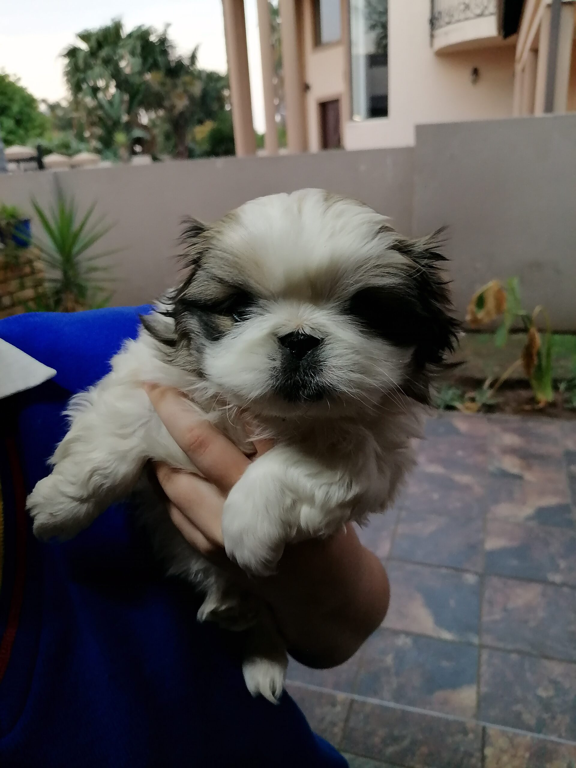 Pekingese pups