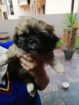 Pekingese Puppy