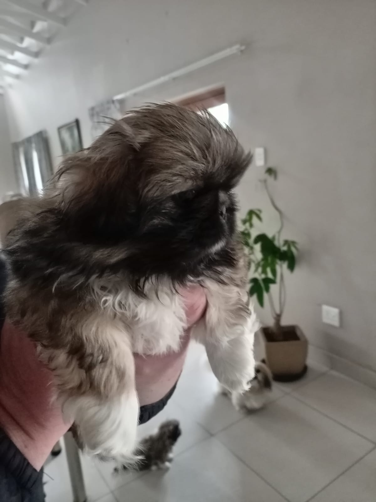 Pekingese Puppy