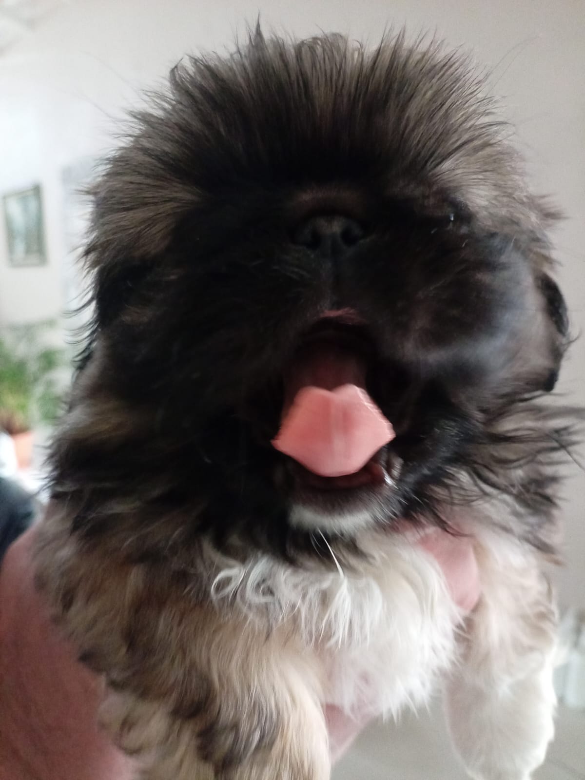Pekingese Puppy